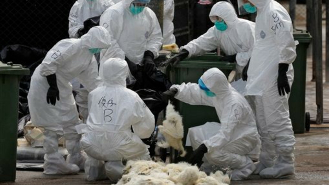 Avian Influenza in Republic of Srpska